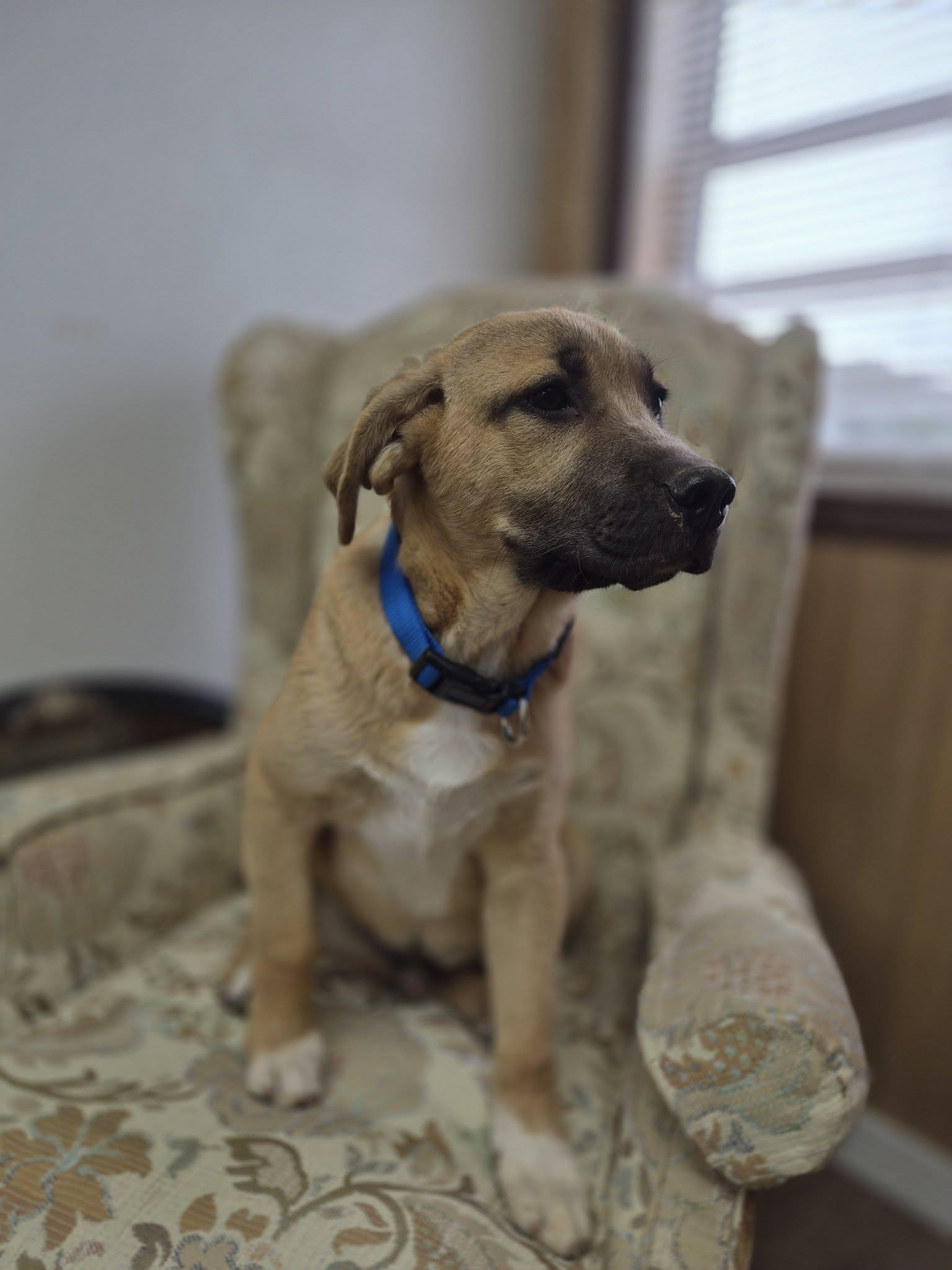 Enlarge Jagger, a ADOPTABLE mixed breed in Bowie, TX image 2/2