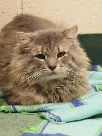 Romeo, a ADOPTABLE Domestic Medium Hair in Williamsport, PA image 1/2