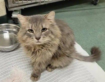 Romeo, a ADOPTABLE Domestic Medium Hair in Williamsport, PA image 2/2