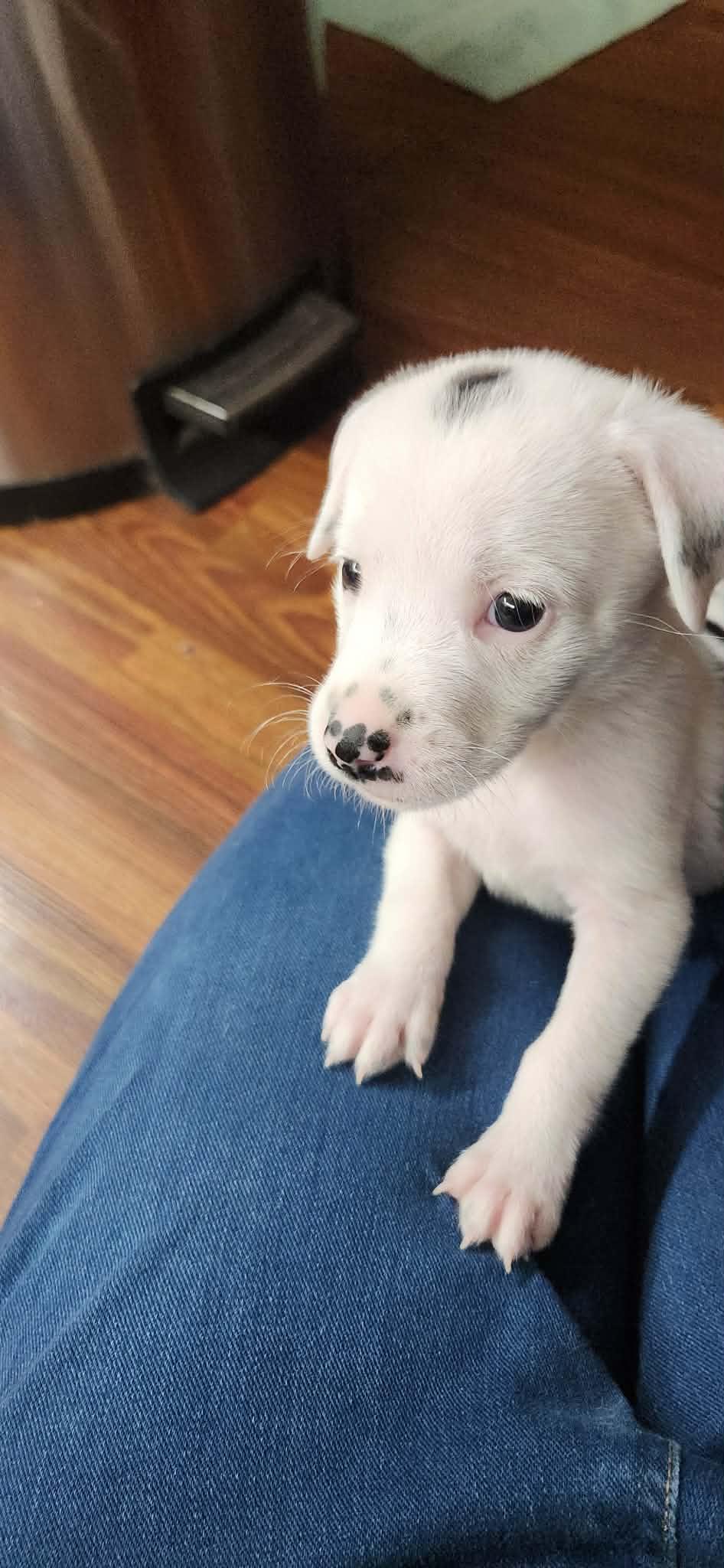 Enlarge Shirley, a Adoptable mixed breed in hilton, NY image 2/6