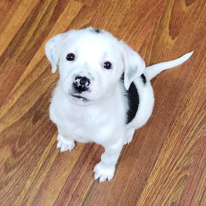 Shirley, Adoptable, Young Female Mixed Breed & Beagle.