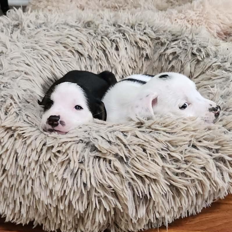 Enlarge Shirley, a Adoptable mixed breed in hilton, NY image 6/6