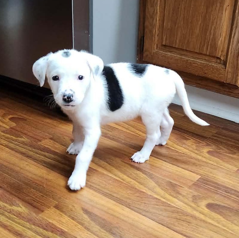 Enlarge Shirley, a Adoptable mixed breed in hilton, NY image 5/6