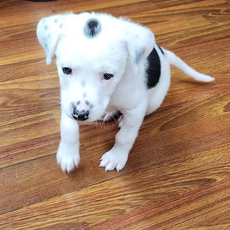 Enlarge Shirley, a Adoptable mixed breed in hilton, NY image 4/6