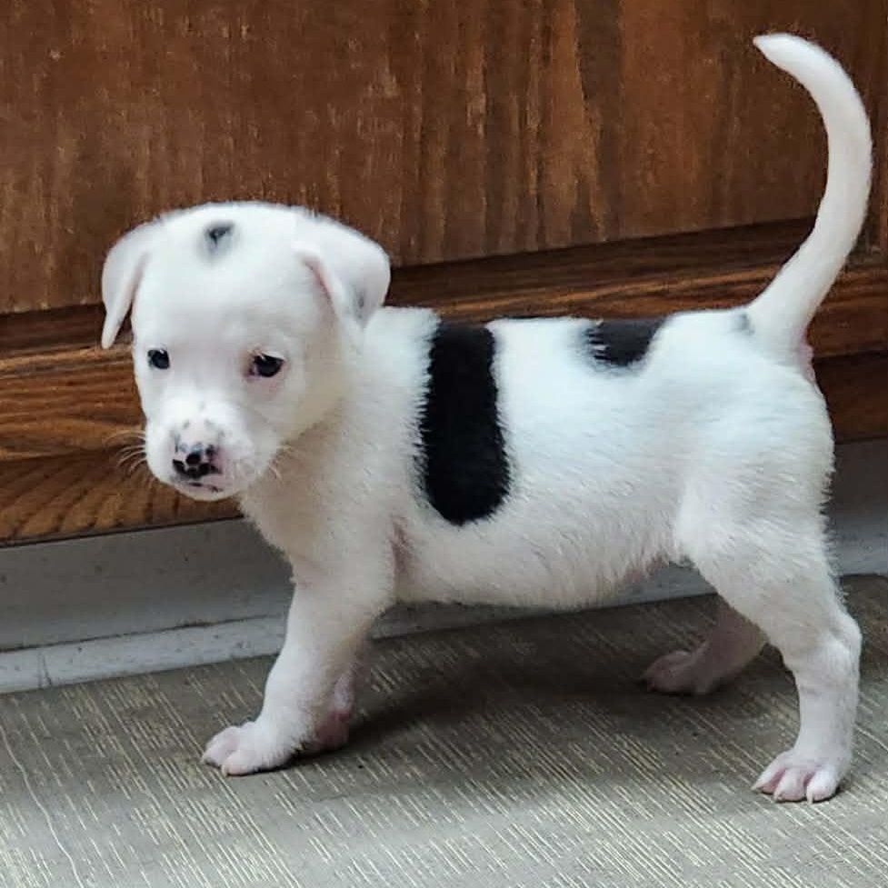 Enlarge Shirley, a Adoptable mixed breed in hilton, NY image 3/6