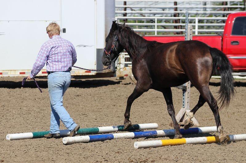 Onyx, Adoptable, Young Male Mustang.
