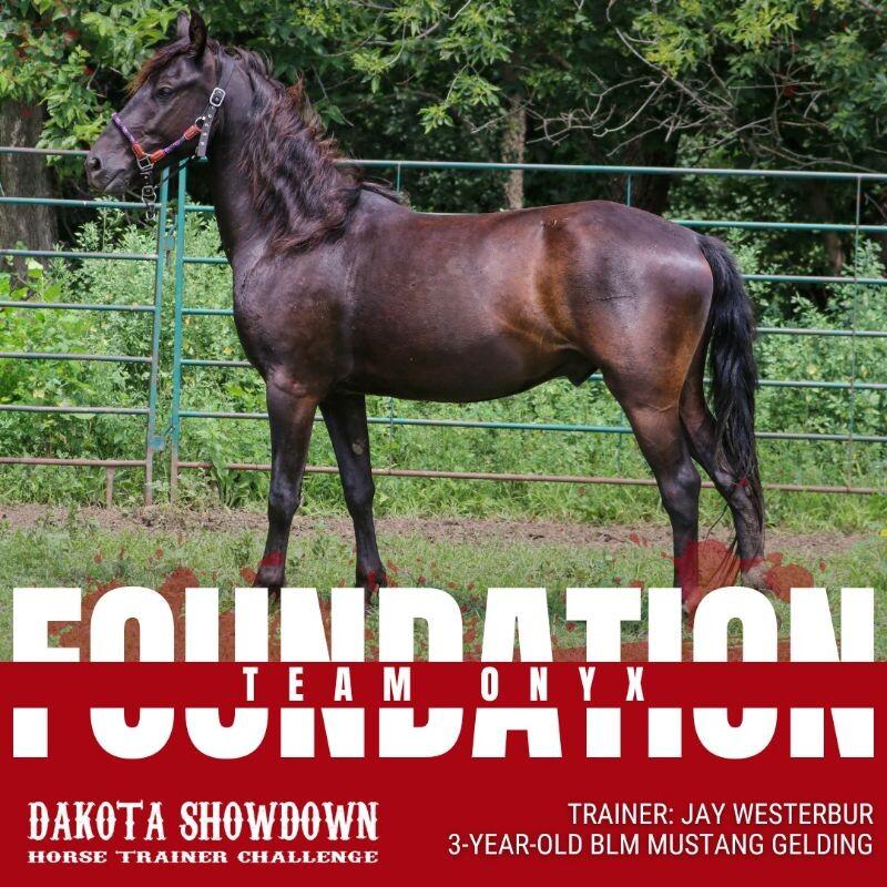 Enlarge Onyx, a Adoptable Mustang in Scotland, SD image 2/6