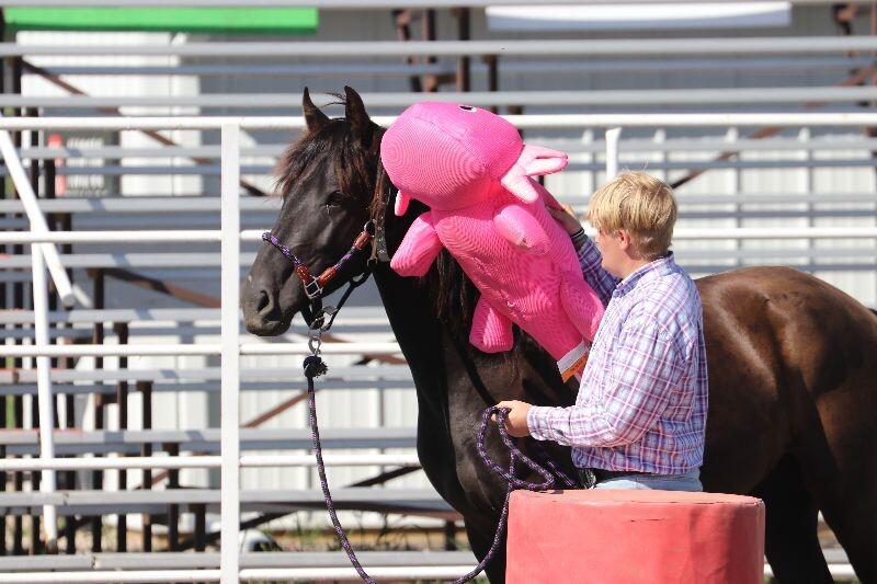 Enlarge Onyx, a Adoptable Mustang in Scotland, SD image 3/6