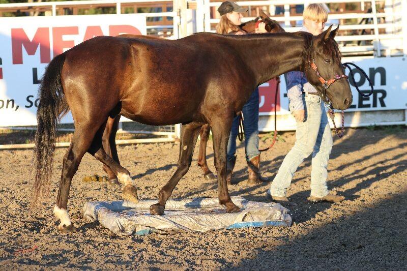 Enlarge Onyx, a Adoptable Mustang in Scotland, SD image 4/6