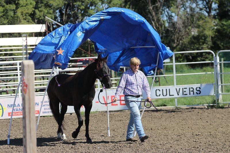 Enlarge Onyx, a Adoptable Mustang in Scotland, SD image 5/6