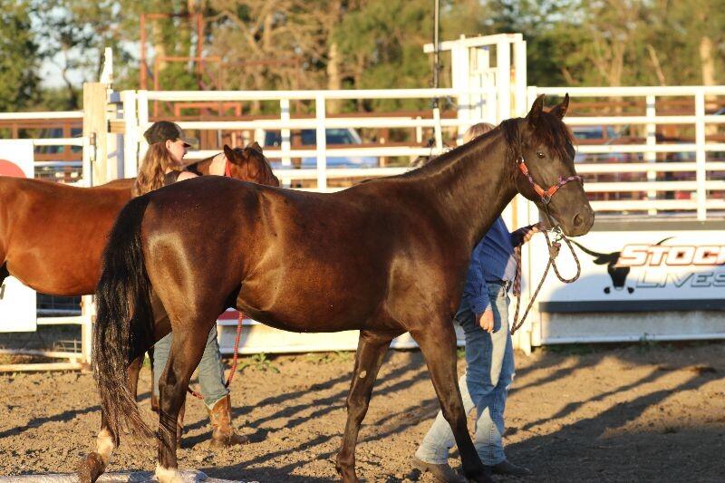 Enlarge Onyx, a Adoptable Mustang in Scotland, SD image 6/6