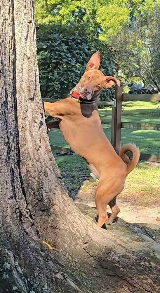 Enlarge Charlie, a Adoptable mixed breed in Youngsville, NC image 1/6