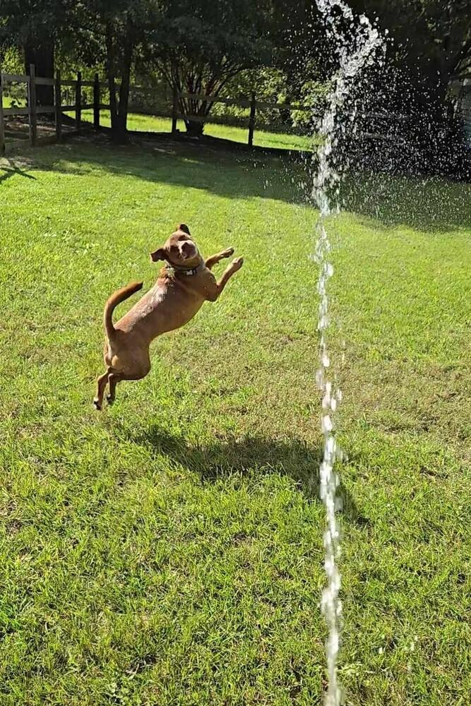 Enlarge Charlie, a Adoptable mixed breed in Youngsville, NC image 2/6