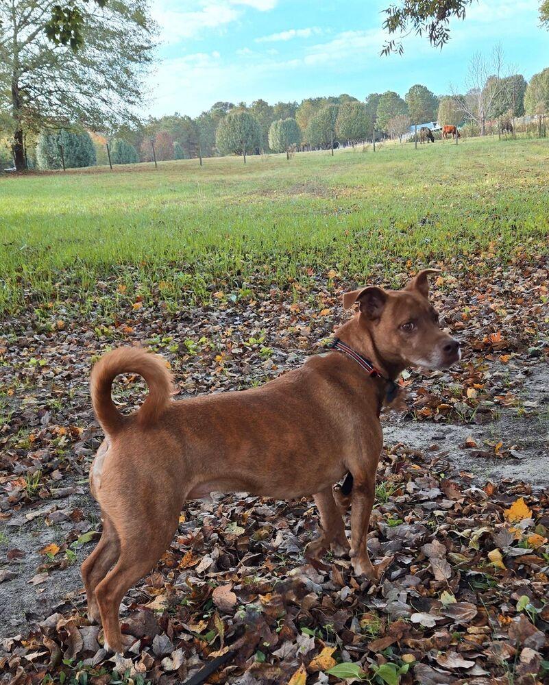 Enlarge Charlie, a Adoptable mixed breed in Youngsville, NC image 3/6