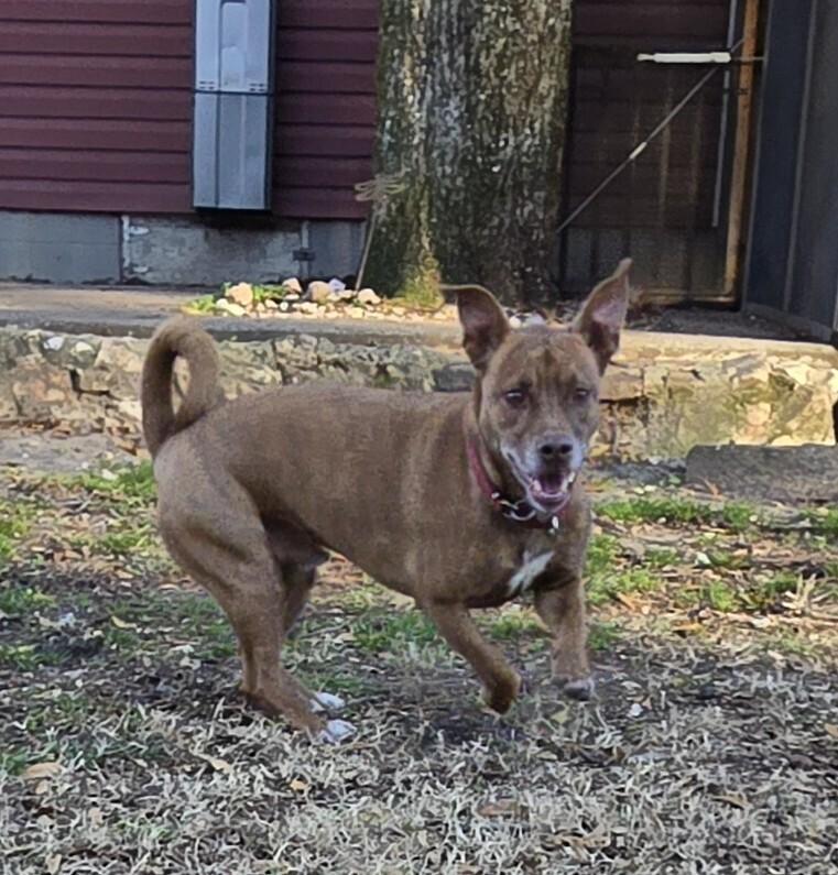 Enlarge Charlie, a Adoptable mixed breed in Youngsville, NC image 5/6