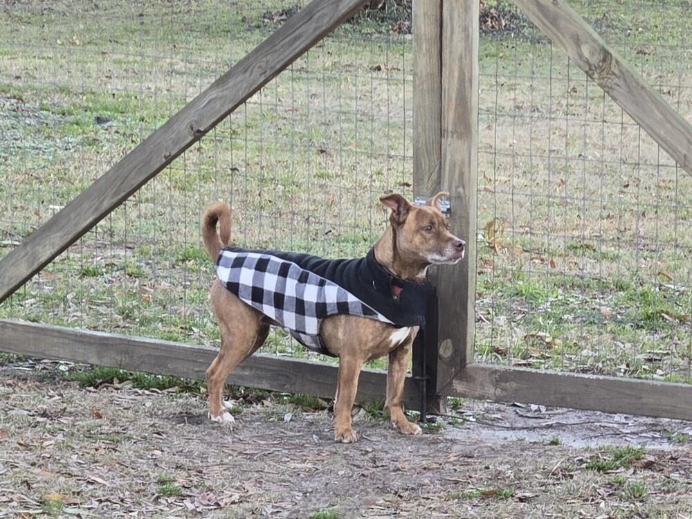 Enlarge Charlie, a Adoptable mixed breed in Youngsville, NC image 6/6
