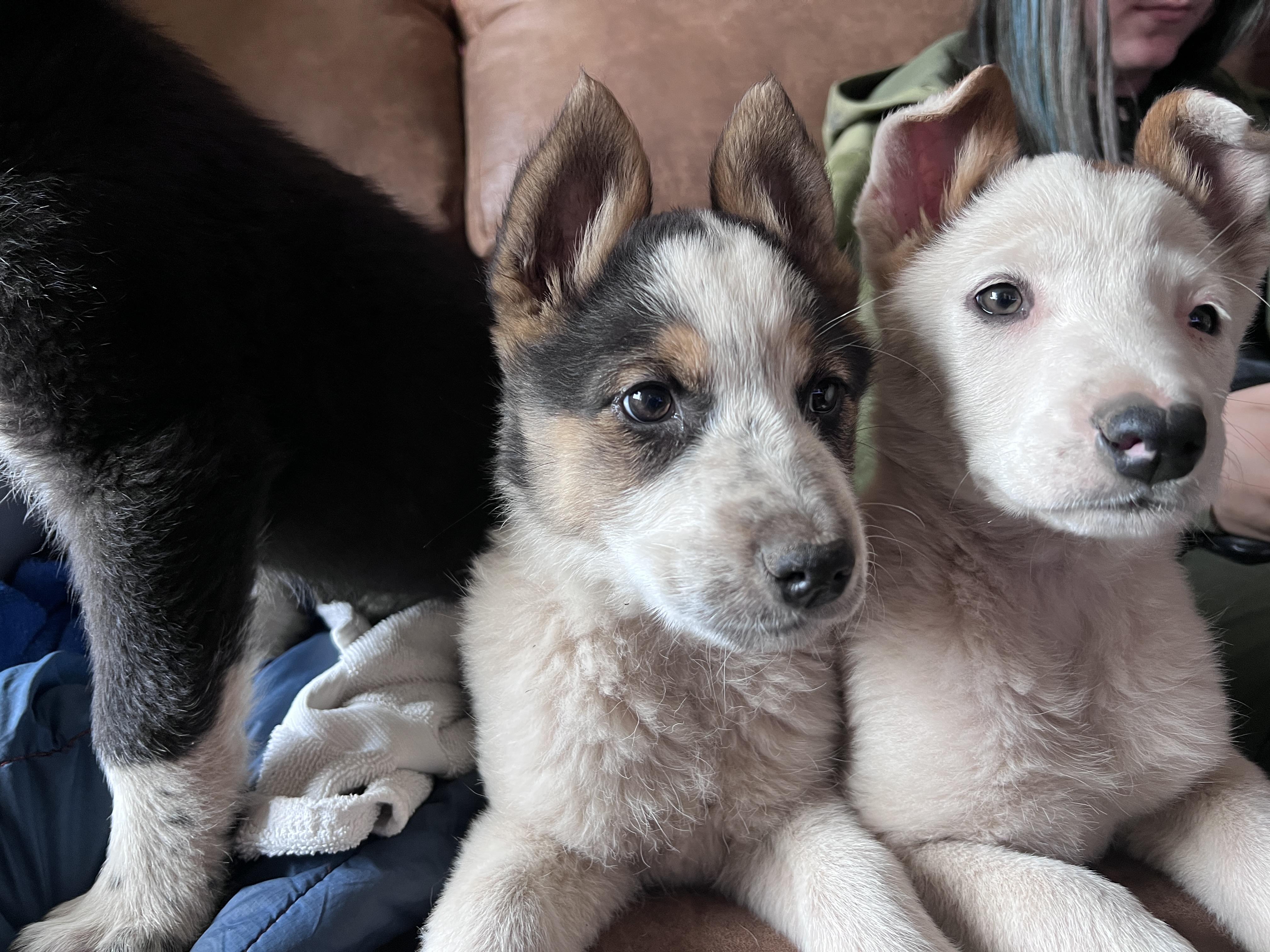 Enlarge Yahtzee, a ADOPTABLE mixed breed in Flagstaff, AZ image 4/5