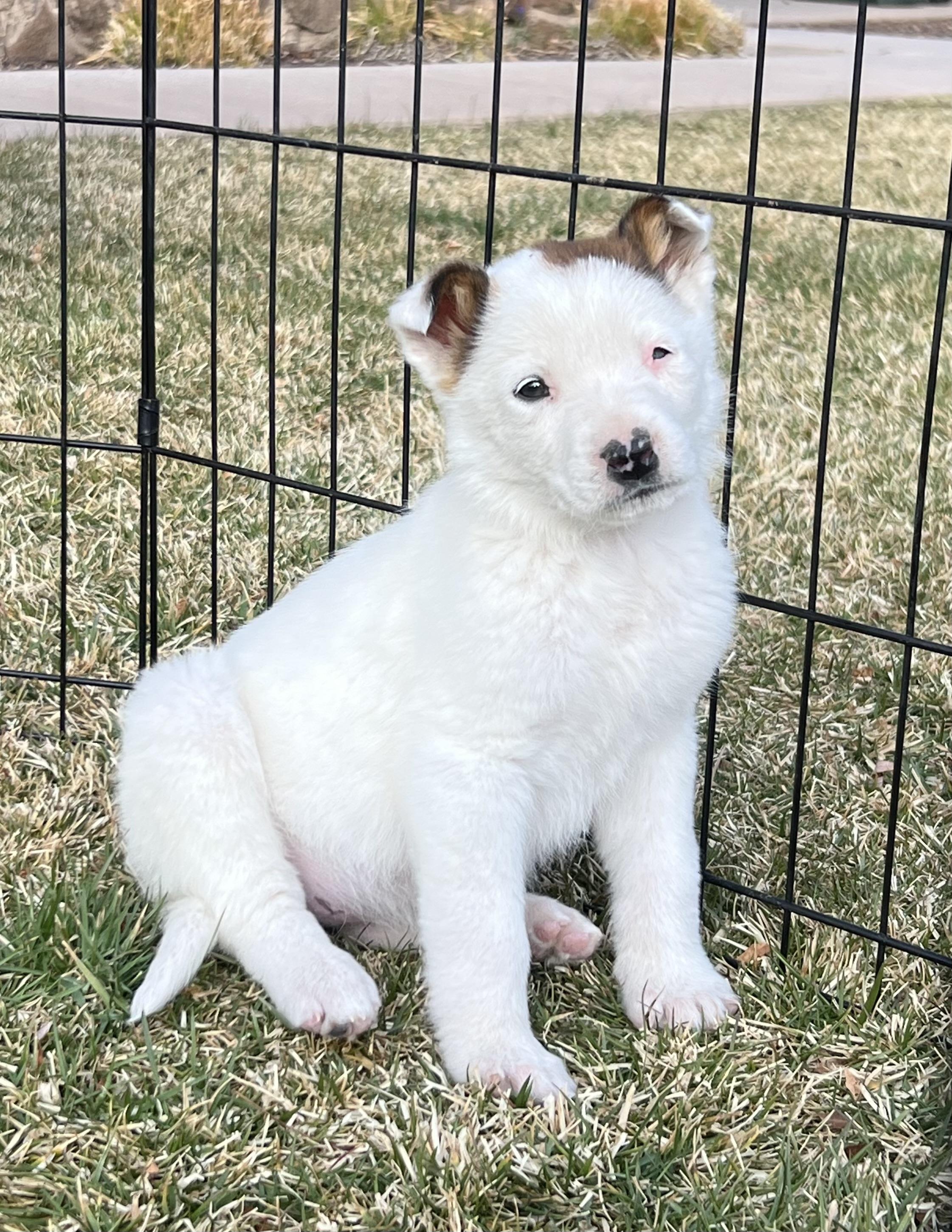 Enlarge Yahtzee, a ADOPTABLE mixed breed in Flagstaff, AZ image 1/5