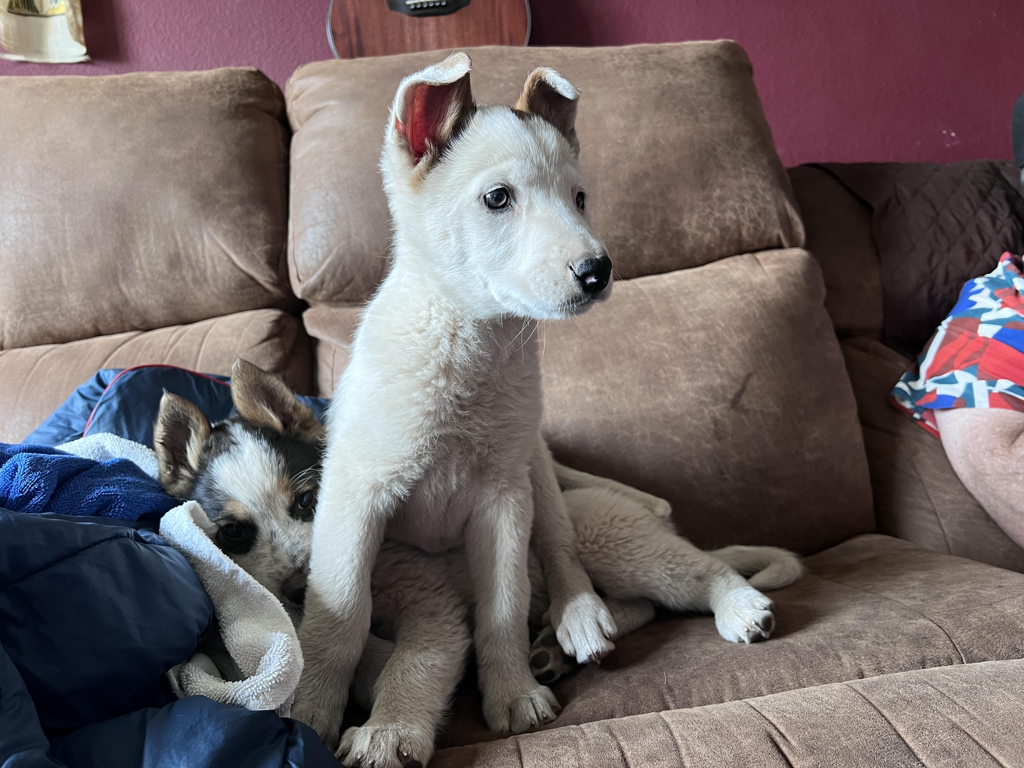 Enlarge Yahtzee, a ADOPTABLE mixed breed in Flagstaff, AZ image 2/5