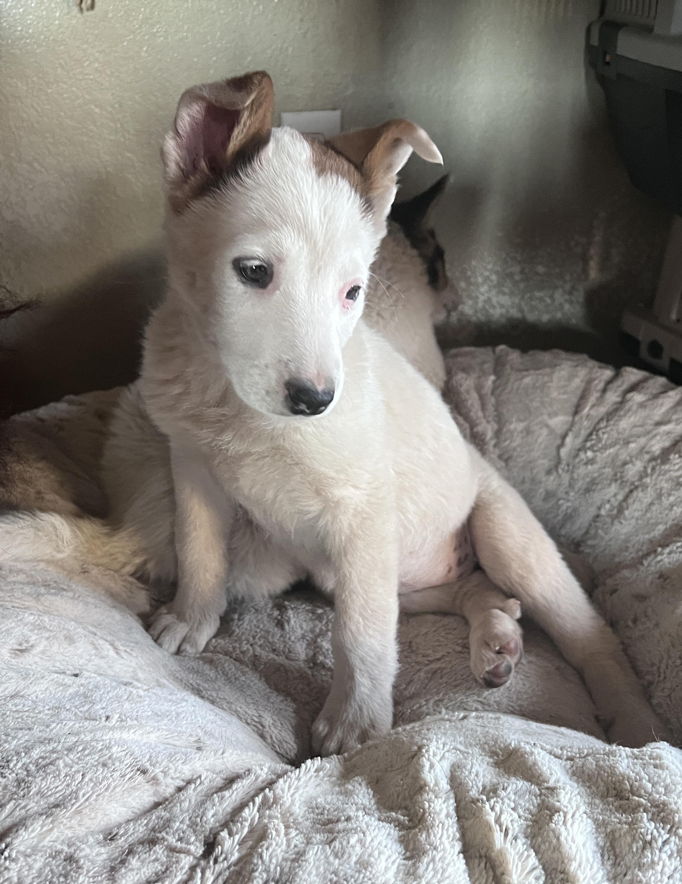 Enlarge Yahtzee, a ADOPTABLE mixed breed in Flagstaff, AZ image 3/5