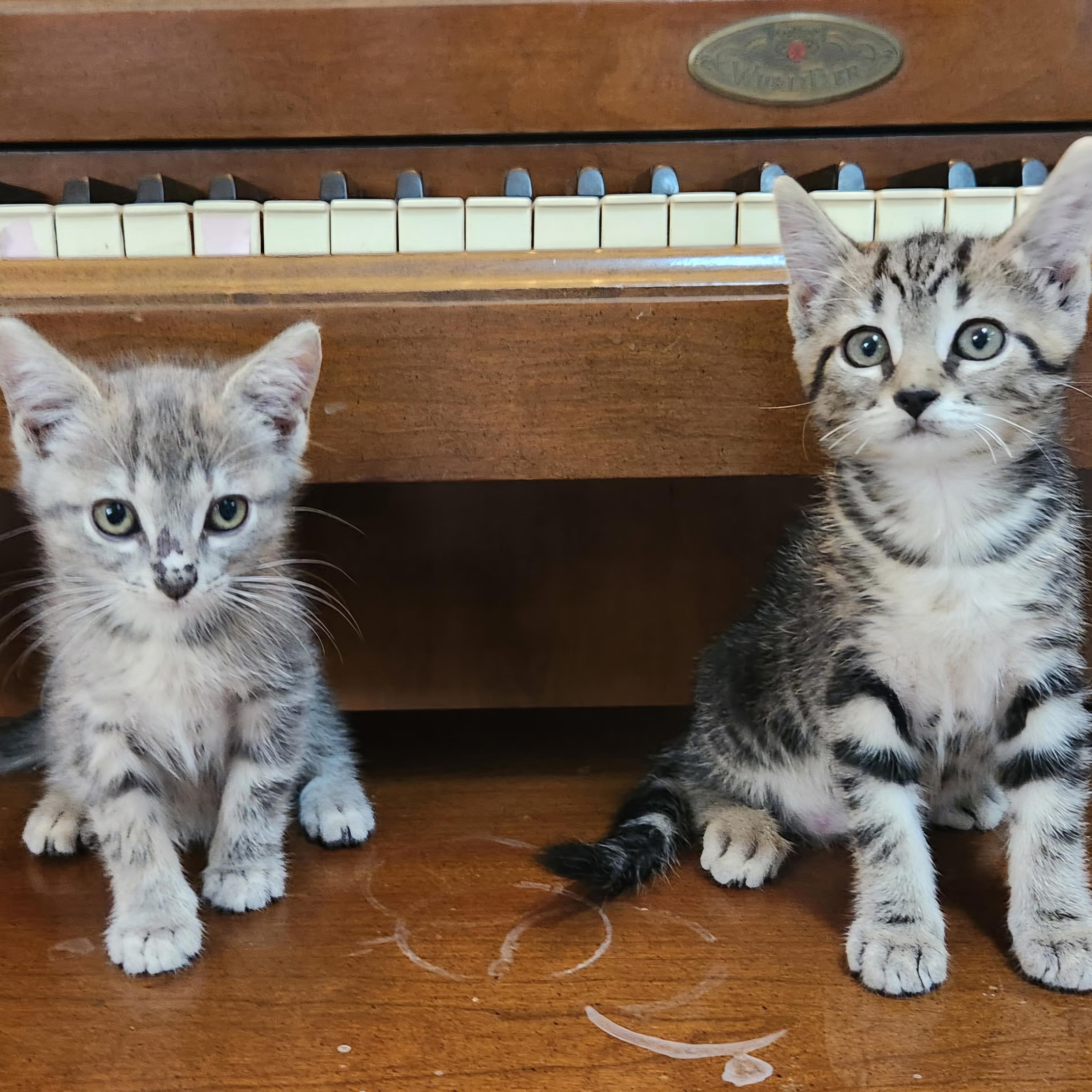 Enlarge Glyser, a Adopted Domestic Short Hair in Grand Rapids, MI image 4/5