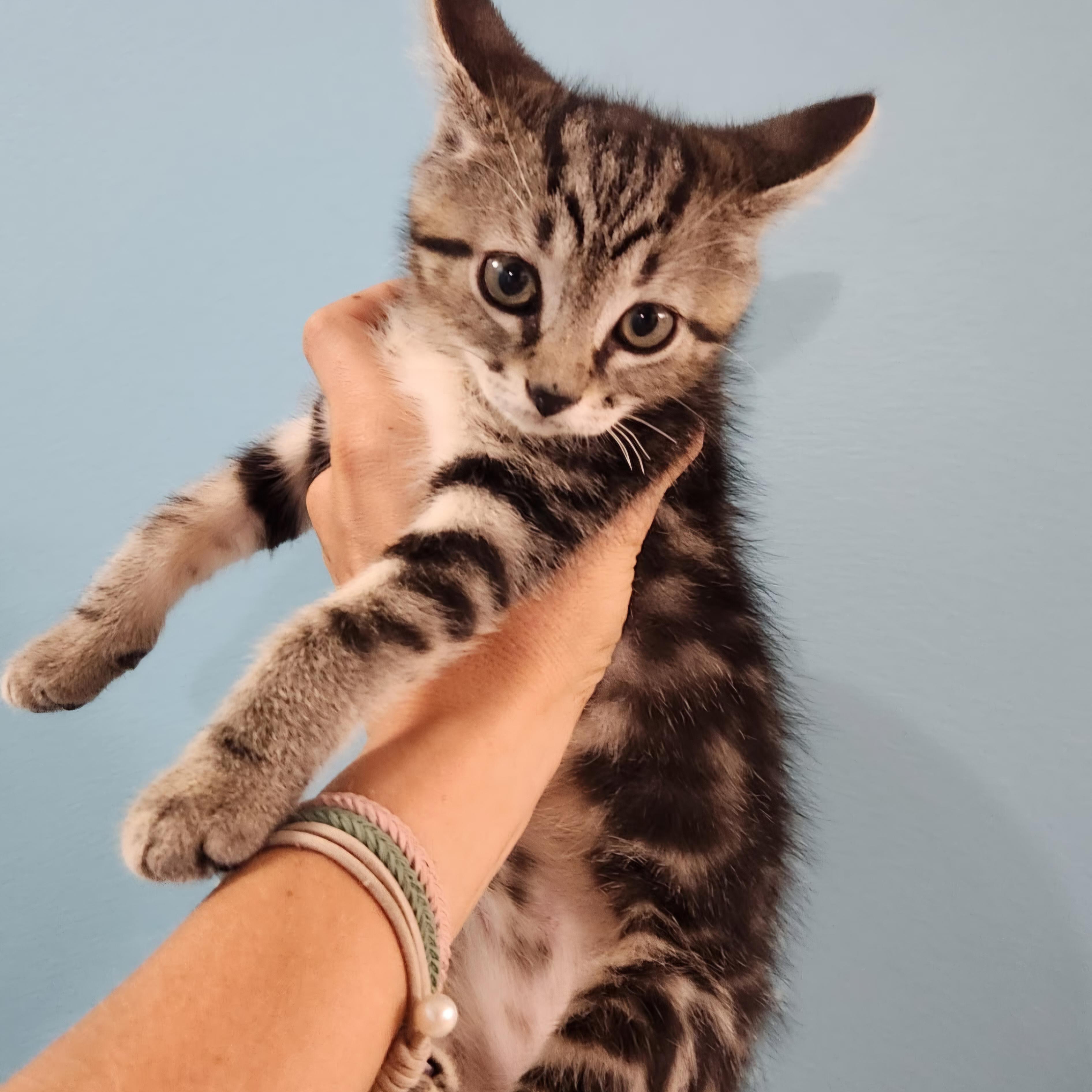 Enlarge Glyser, a Adopted Domestic Short Hair in Grand Rapids, MI image 3/5