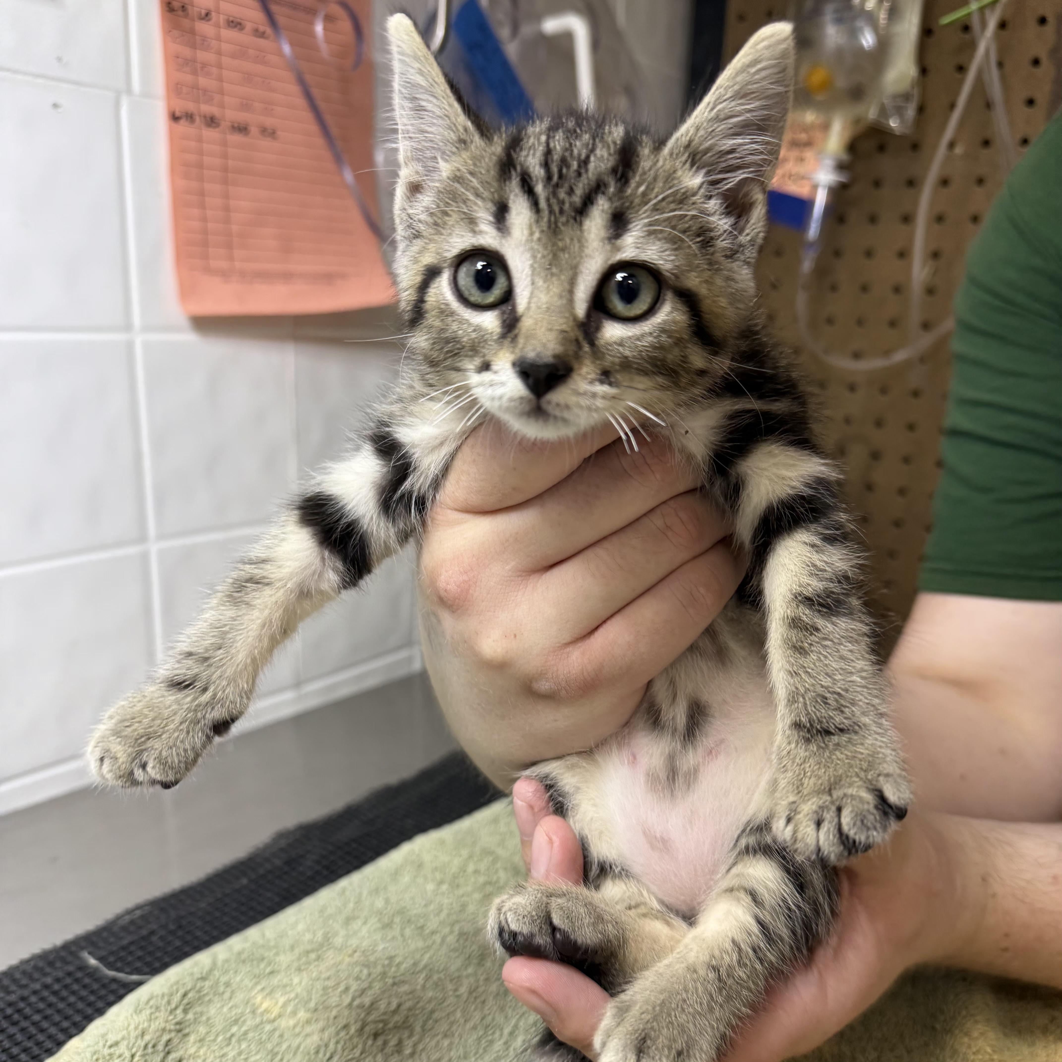 Enlarge Glyser, a Adopted Domestic Short Hair in Grand Rapids, MI image 5/5
