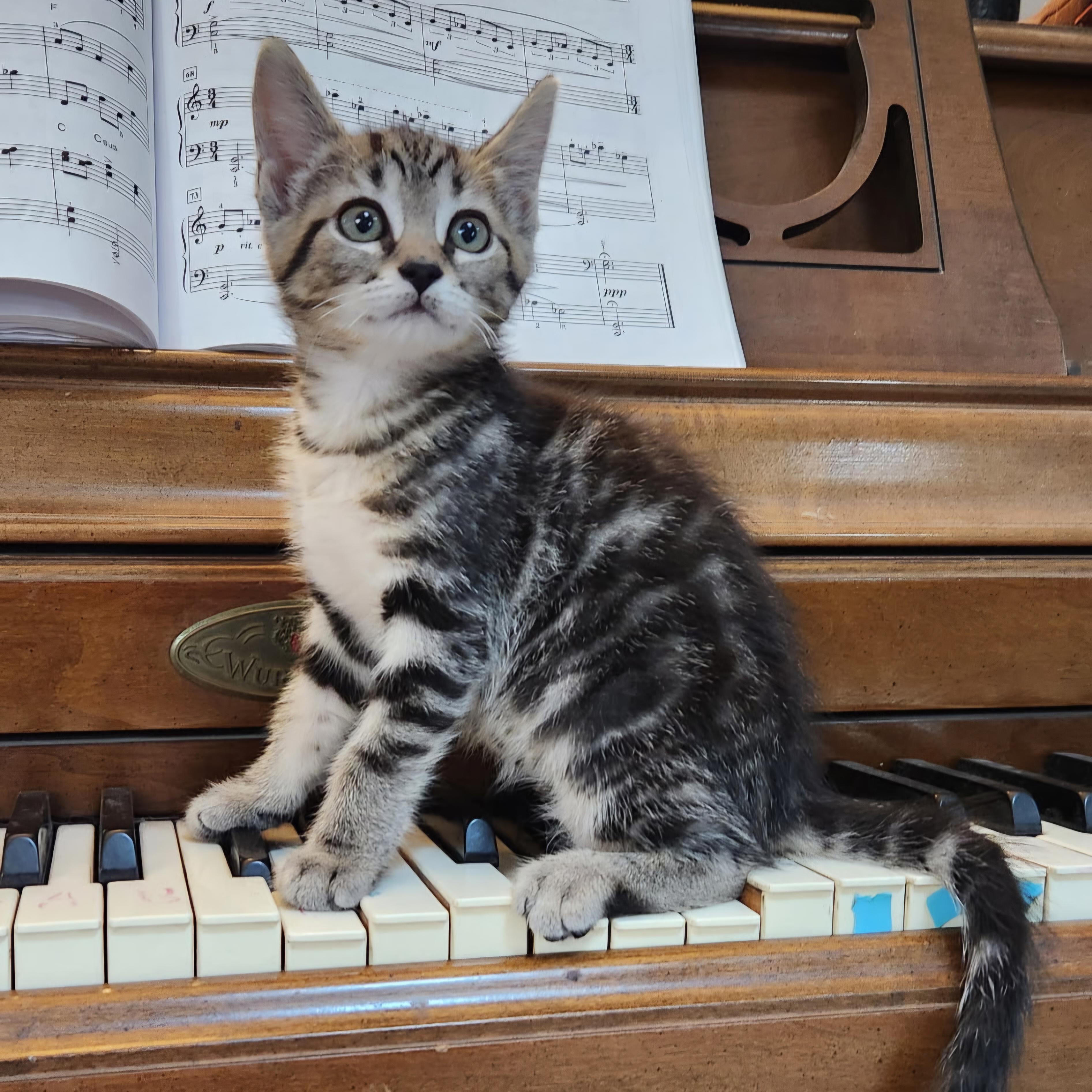 Glyser, Adopted, Kitten Female Domestic Short Hair.