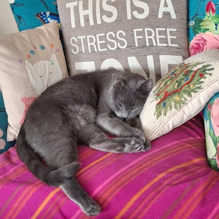 Enlarge Atlas, a ADOPTABLE Domestic Short Hair in Evanston, IL image 5/5