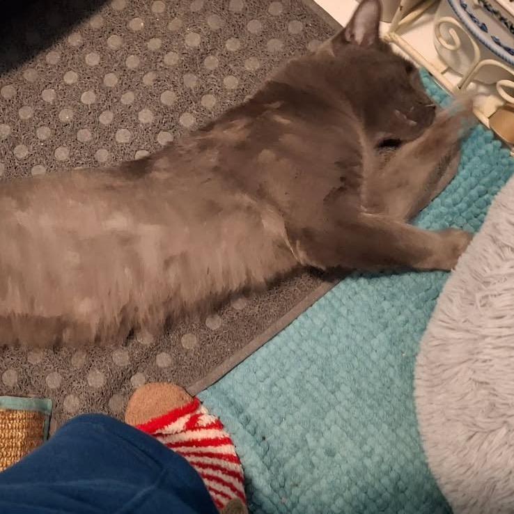 Enlarge Atlas, a ADOPTABLE Domestic Short Hair in Evanston, IL image 3/5