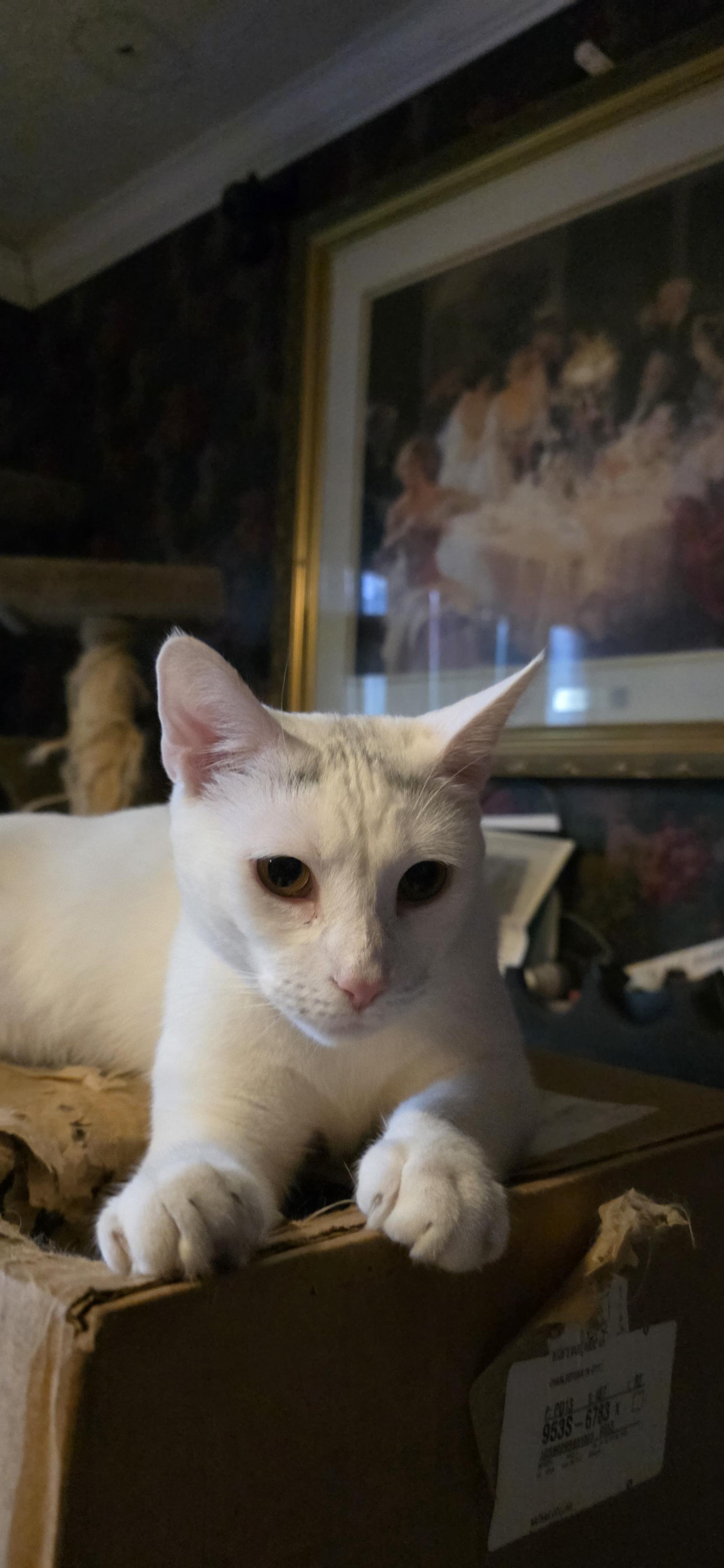 Enlarge Penny, a Adoptable Domestic Short Hair in Jeffersonville, IN image 2/2