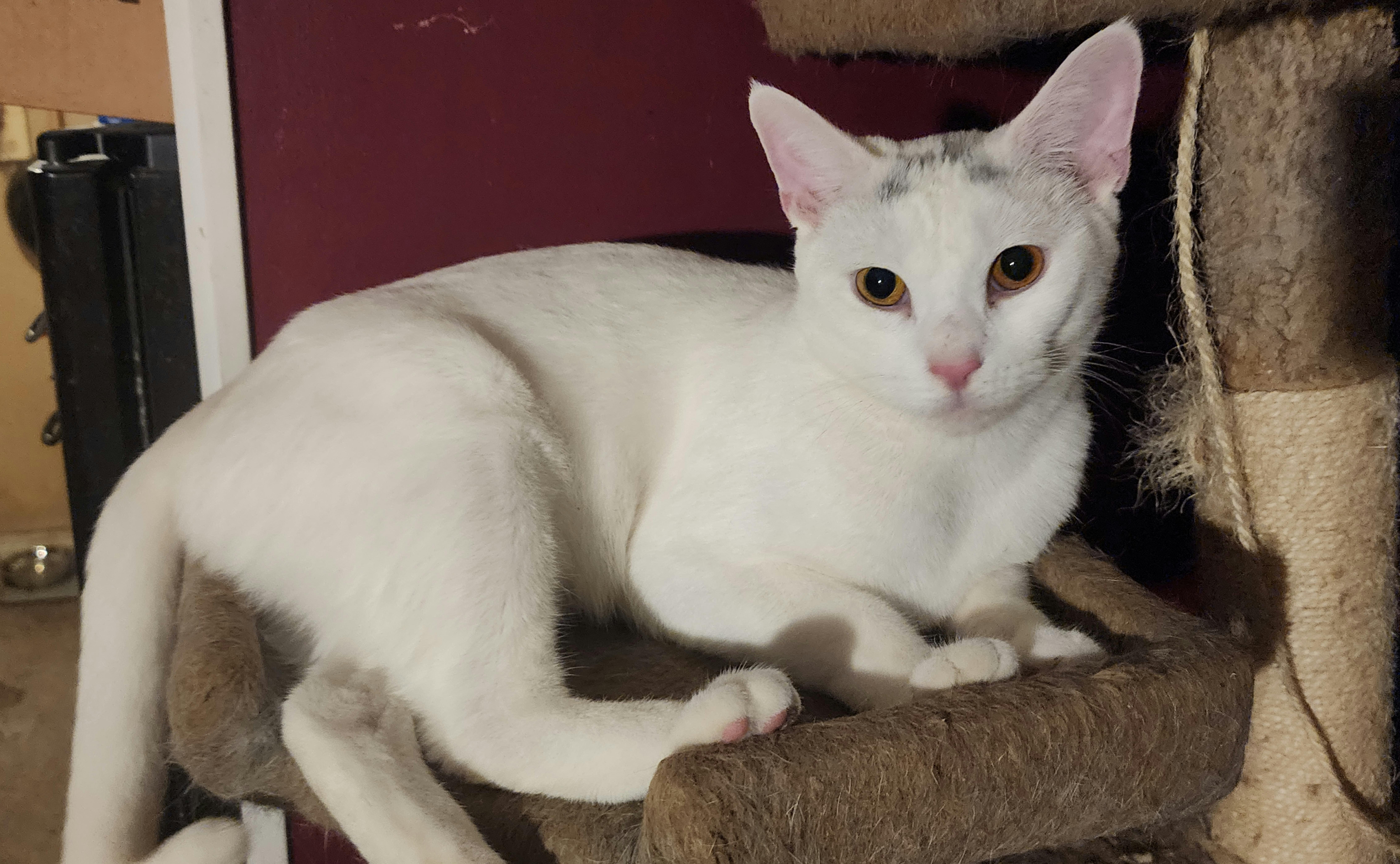 Penny, Adoptable, Adult Female Domestic Short Hair.