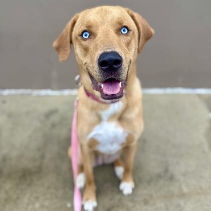 Enlarge Vanelope, a Adoptable mixed breed in Merriam, KS image 1/3