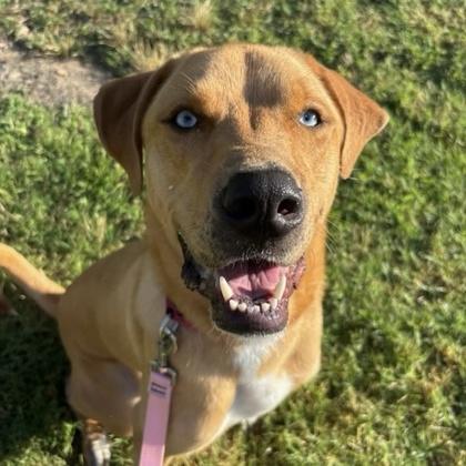 Enlarge Vanelope, a Adoptable mixed breed in Merriam, KS image 2/3
