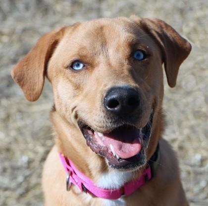 Enlarge Vanelope, a Adoptable mixed breed in Merriam, KS image 3/3