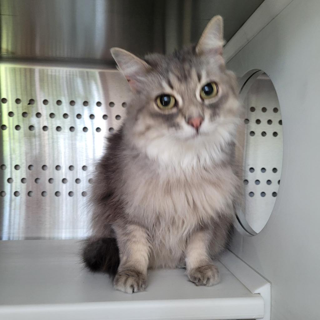 Darcy, Adoptable, Adult Female Domestic Long Hair.