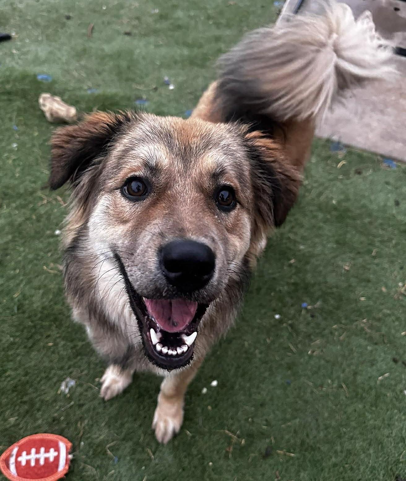 Bearington , ADOPTABLE, Puppy Male Great Pyrenees & Shepherd.