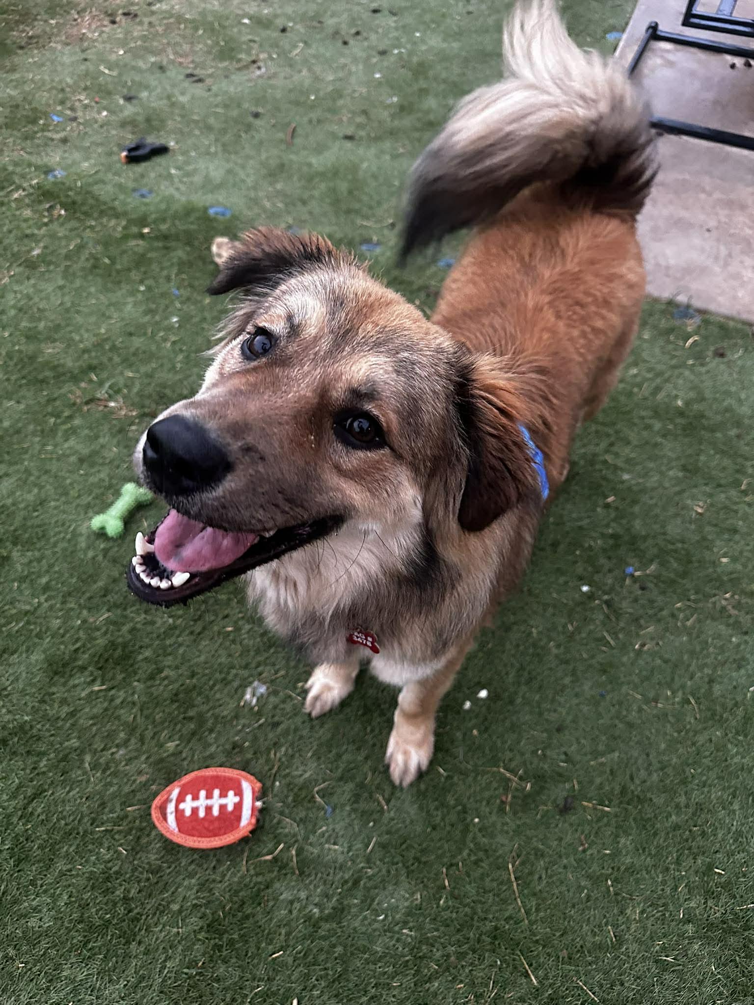 Enlarge Bearington , a ADOPTABLE mixed breed in Kiowa, OK image 6/6