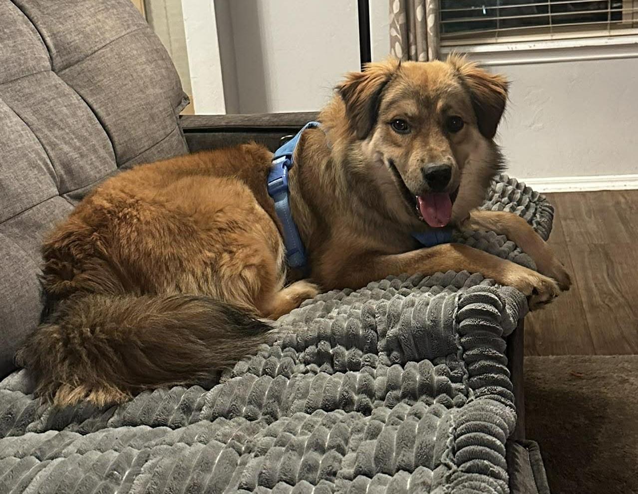 Enlarge Bearington , a ADOPTABLE mixed breed in Kiowa, OK image 2/6