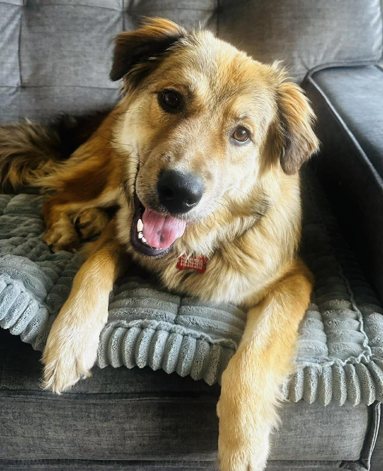 Enlarge Bearington , a ADOPTABLE mixed breed in Kiowa, OK image 5/6