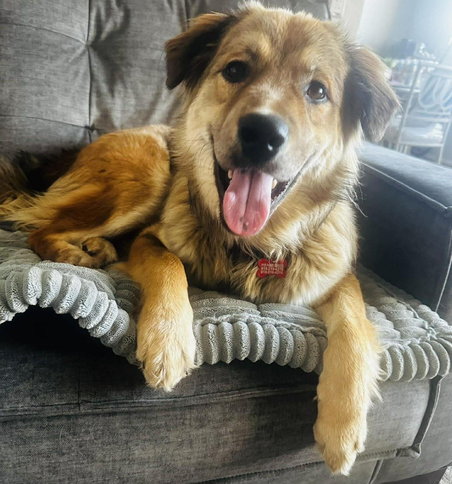 Enlarge Bearington , a ADOPTABLE mixed breed in Kiowa, OK image 3/6