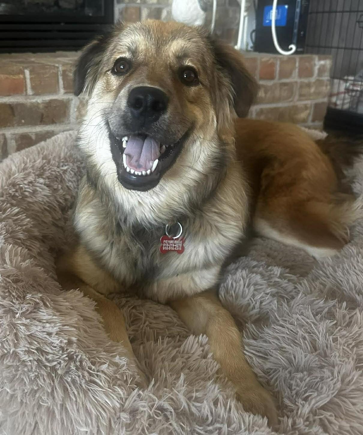 Enlarge Bearington , a ADOPTABLE mixed breed in Kiowa, OK image 4/6