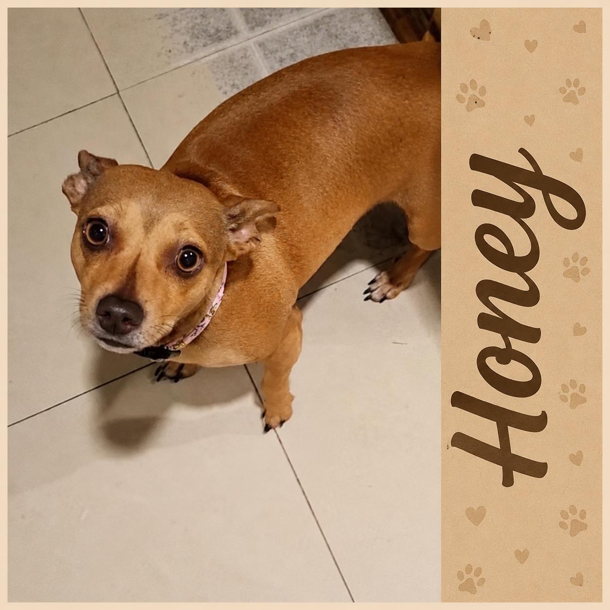 Honey, adopted, Young Female Chihuahua & Dachshund.