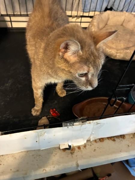 Enlarge Zelda, a Adoptable Domestic Short Hair in Easley, SC image 3/6