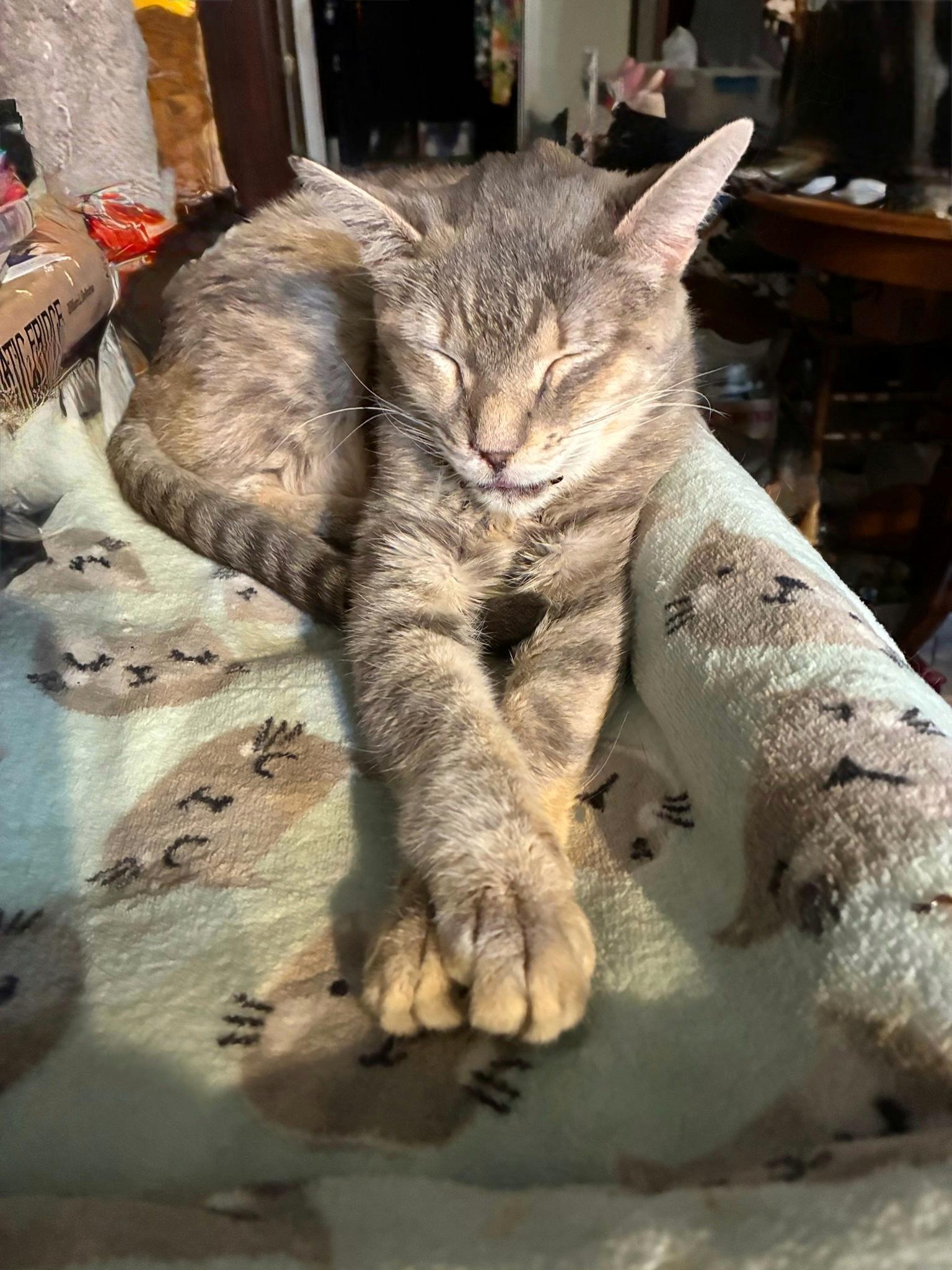 Enlarge Zelda, a Adoptable Domestic Short Hair in Easley, SC image 2/6