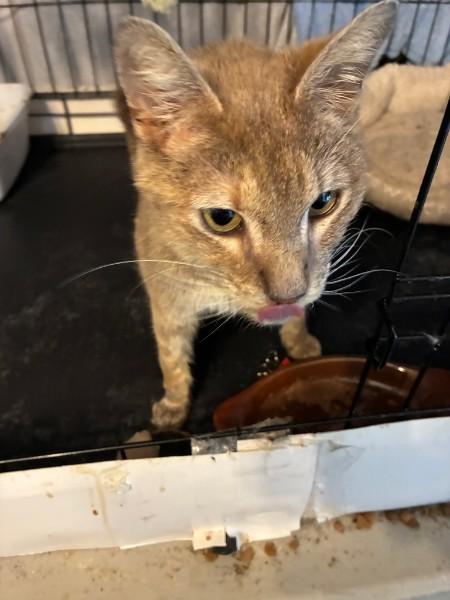 Enlarge Zelda, a Adoptable Domestic Short Hair in Easley, SC image 4/6