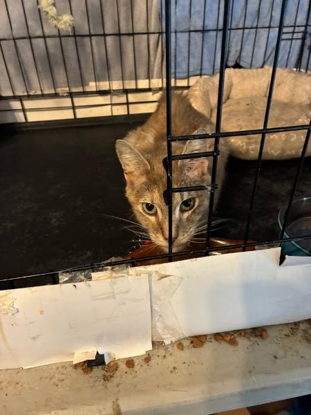 Enlarge Zelda, a Adoptable Domestic Short Hair in Easley, SC image 5/6