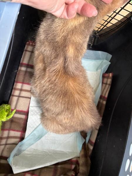 Enlarge Zelda, a Adoptable Domestic Short Hair in Easley, SC image 6/6