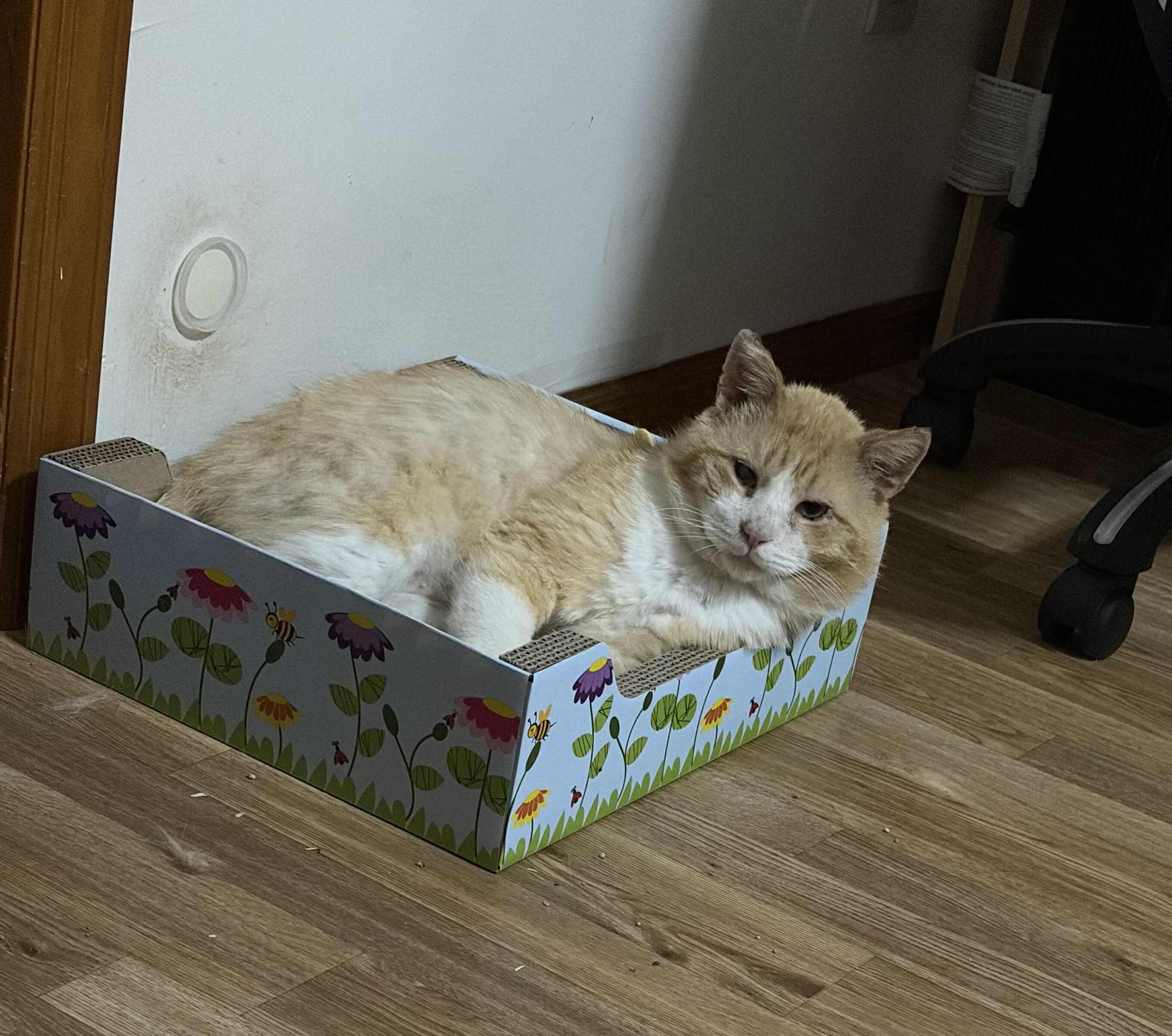 Ozzie (FIV), an adopted Domestic Short Hair in Weehawken, NJ image 4/6