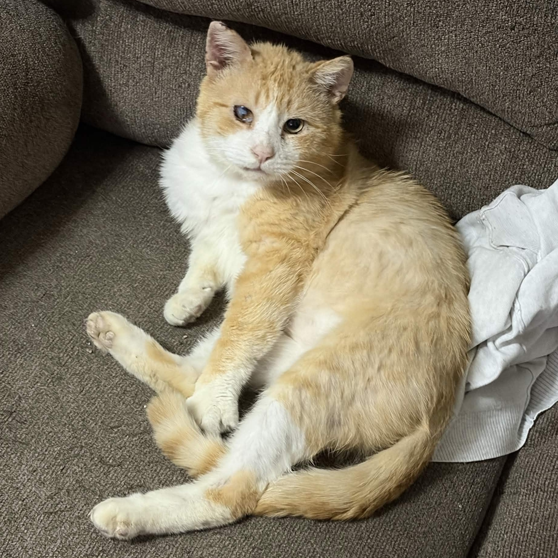Ozzie (FIV), adopted, Adult Male Domestic Short Hair.